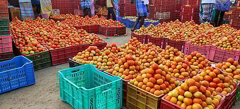 அய்யலூர் சந்தையில் தக்காளி விலை வீழ்ச்சி