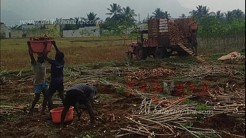 மரவள்ளிக்கிழங்கு அறுவடை