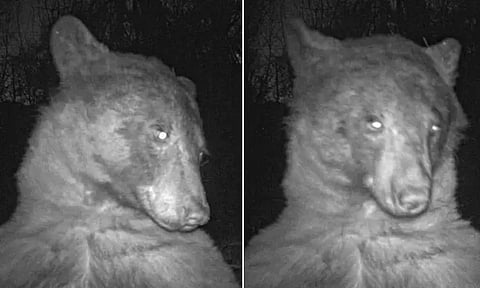 நீங்கள் தான் எடுப்பீர்களா...நாங்களும் எடுப்போம்...கேமராவில் 400 செல்பிகளை எடுத்த கரடி!