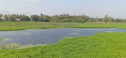 கம்பத்தில்குளங்களை ஆக்கிரமித்த ஆகாயத்தாமரை