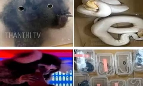 பேங்காக்கில் இருந்து கடத்தி வரப்பட்ட அரிய வகை விலங்குகள் - பெங்களூரு விமான நிலையத்தில் பறிமுதல்