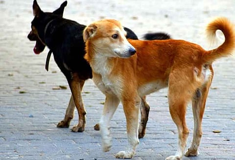 வெறிநாய்கள் கடித்து 7 பேர் காயம்