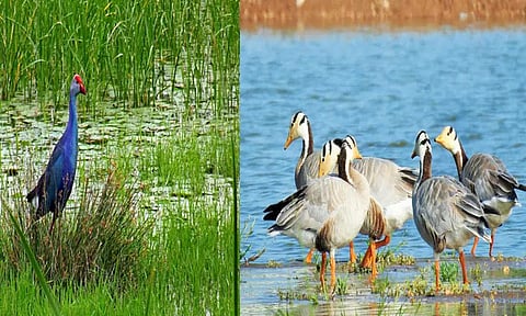 பள்ளிக்கரணை சதுப்பு நிலத்தில் 130 வகையான 26 ஆயிரம் பறவைகள்