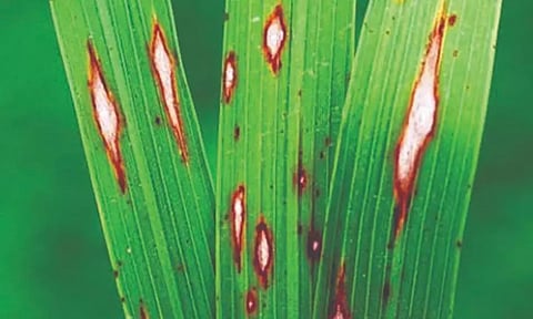 நெல் சாகுபடியில் பூஞ்சாண நோய்களை தடுக்க வேளாண்மைத்துறை வழிகாட்டல்