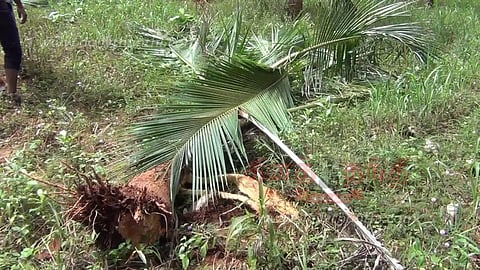 காட்டு யானை அட்டகாசம்