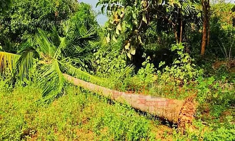 விளைநிலங்களுக்குள் புகுந்து யானைகள் அட்டகாசம்