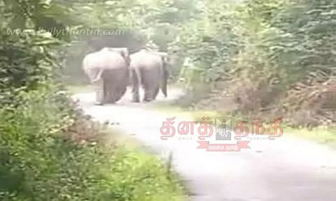 மணிமுத்தாறு அருவி சாலையில் சென்ற காட்டு யானைகள்