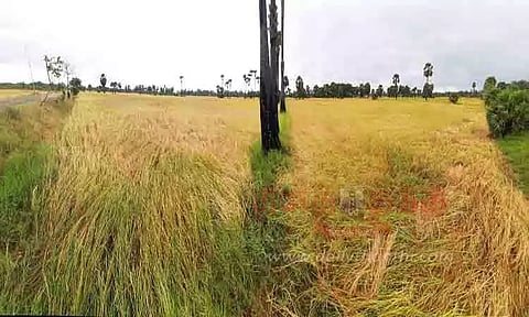 மழையால் அறுவடை பணி பாதிப்பு