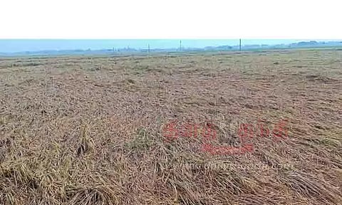 தா.பழூரில் தொடர் மழை: நூற்றுக்கணக்கான ஏக்கர் நெற்பயிர்கள் வயலில் சாய்ந்தன