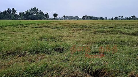 திருவெண்காடு, பூம்புகார், செம்பனார்கோவில் உள்ளிட்ட பகுதியில் கன மழை