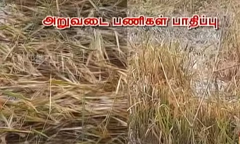 தண்ணீரில் மூழ்கிய நெற்பயிர்.. எதிர்பாராத மழையால் விவசாயிகள் வேதனை...