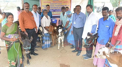கிடாரி கன்றுகளுக்கு கருச்சிதைவு நோய் தடுப்பூசி முகாம்