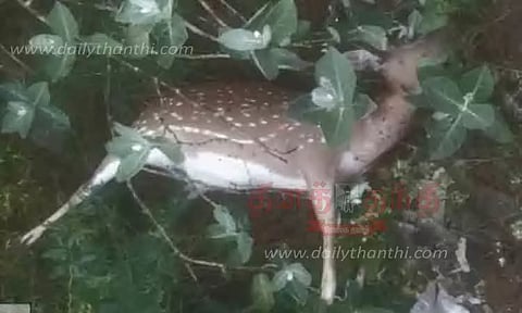 நாய்கள் கடித்து மான் சாவு