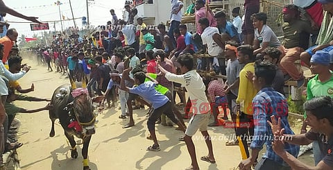 மாடு விடும் விழாவில் காளைகள் முட்டி 12 பேர் காயம்