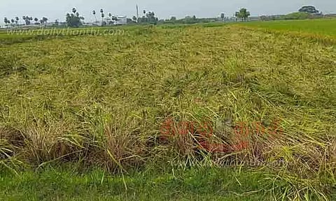 அறுவடைக்கு தயாராக இருந்த நெற்பயிர்கள் நீரில் மூழ்கின