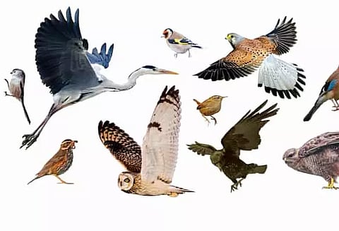 142 வகையான பறவைகள் இருப்பது கண்டுபிடிப்பு