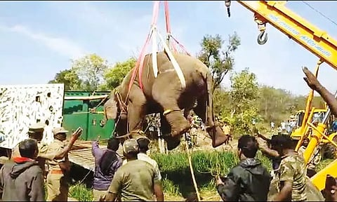 அட்டகாசம் செய்த காட்டு யானையை மயக்க ஊசி செலுத்தி பிடித்த வனத்துறை ஊழியர்கள்
