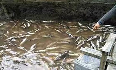 மீன்கள் வளர்க்கும் திட்டத்திற்கு விவசாயிகள் விண்ணப்பிக்கலாம்