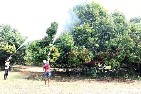 மருந்து தெளிக்கும் பணி தீவிரம்