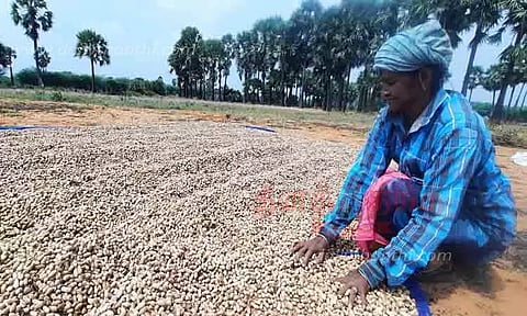 நிலக்கடலை விவசாயம் பாதிப்பு