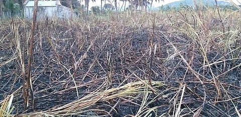 மின்சார வயர்கள் உரசியதில் தீப்பிடித்த கரும்பு தோட்டம்