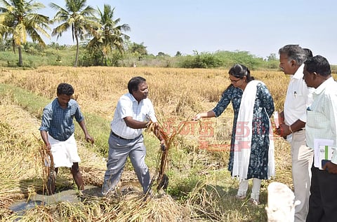 மழையால் சேதமடைந்த நெற்பயிர்களைகணக்கெடுக்கும் பணி