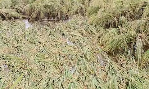 டெல்டாவில் மழையால் ஏற்பட்டுள்ள பயிர் பாதிப்புகளை இன்று ஆய்வு செய்கிறது மத்திய குழு