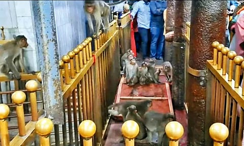 திருத்தணி முருகன் கோவிலில் குரங்குகள் அட்டகாசம் - பக்தர்கள் தரிசனம் ரத்து