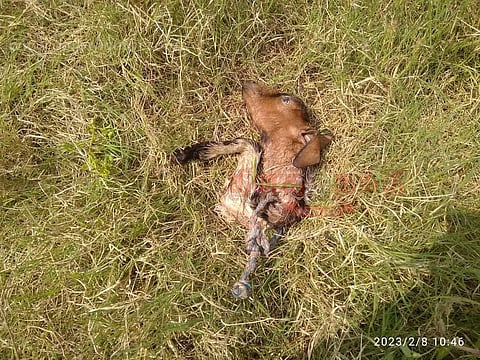 கபிலர்மலை பகுதியில்தொடரும் சிறுத்தைப்புலி அட்டகாசம்கூண்டு வைத்து பிடிக்க முடியாமல் வனத்துறையினர் திணறல்