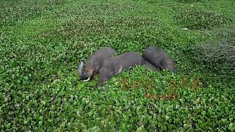 ஏரியில் ஆனந்த குளியல் போட்ட 3 யானைகள்