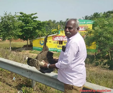 வாகனம் மோதி மயில் பலி