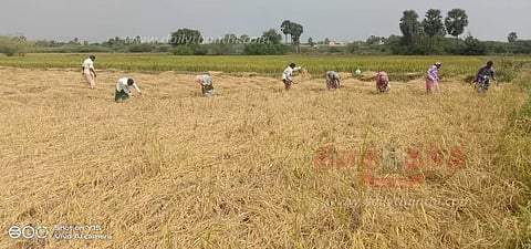 100 வகையான பாரம்பரிய நெல் அறுவடை