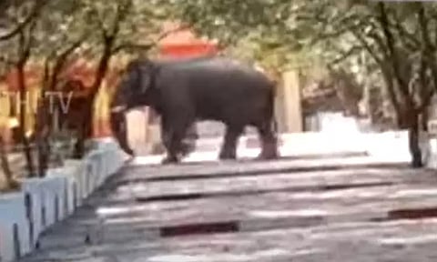 மருதமலை மலைப் பகுதியில் முகாமிட்ட காட்டு யானை: மக்கள் அச்சம்