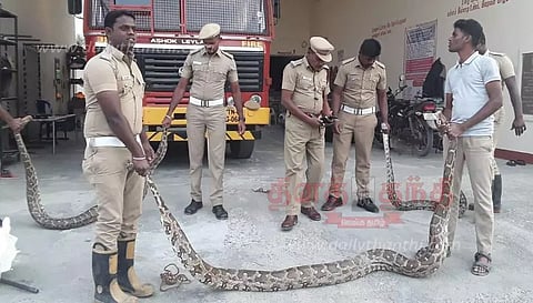 விவசாய நிலத்தில் பதுங்கி இருந்த 3 மலைப்பாம்புகள் பிடிபட்டன