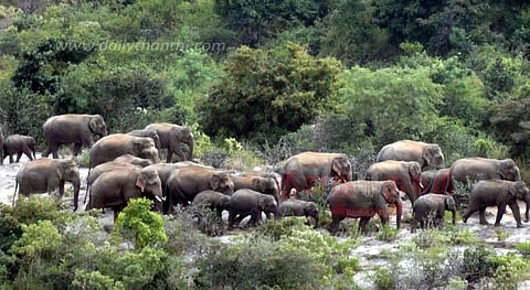 80 யானைகளை கர்நாடக வனப்பகுதிக்கு விரட்ட தீவிர நடவடிக்கை