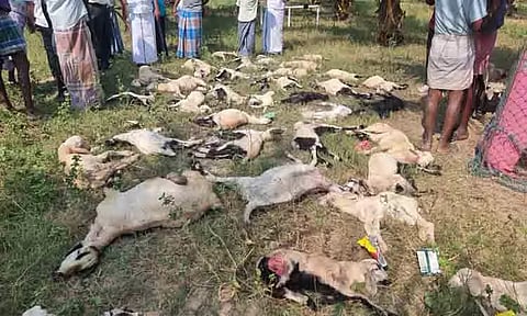 வெறிநாய்கள் கடித்து 68 ஆடுகள் சாவு