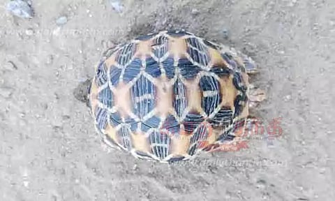 அரியவகை நட்சத்திர ஆமை மீட்பு