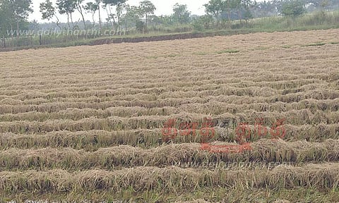 அறுவடை வயல்களிலேயே வீணாகி வரும் வைக்கோல்