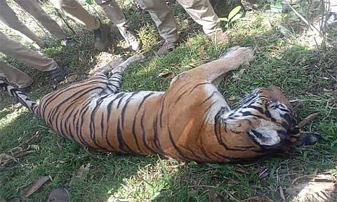 தாத்தா-பேரனை கொன்ற ஆட்கொல்லி புலி பிடிபட்டது