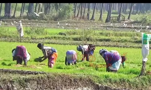 நெல் நாற்று நடும் பணி தீவிரம்