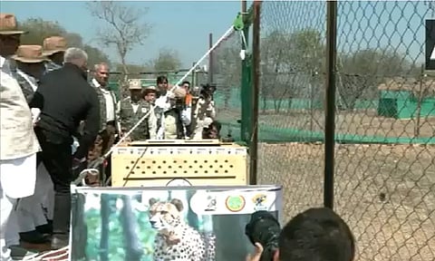 தென்ஆப்பிரிக்காவில் இருந்து மேலும் 12 சிறுத்தைகள் இந்தியா வருகை