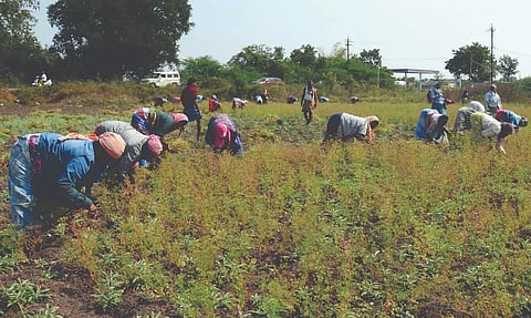 கொண்டைக்கடலை அறுவடை தீவிரம்