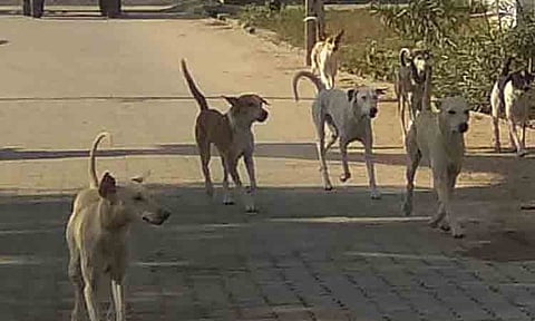 வடபட்டியில் நாய்கள் தொல்லை