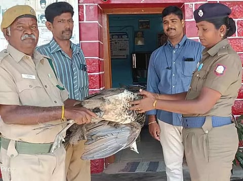 ரெயில் என்ஜினில் அடிபட்டு மயில் சாவு