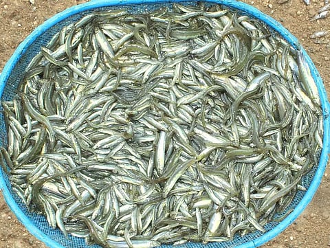 கடமலைக்குண்டு அருகேதடுப்பணைகளில் தூண்டில் போட்டு மீன் பிடிக்கும் இளைஞர்கள்:அயிரை மீன் கிலோ ரூ.1,000-க்கு விற்பனை