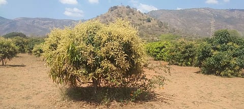 கூடலூர், போடி பகுதிகளில்பூத்துக்குலுங்கும் மாமரங்கள்