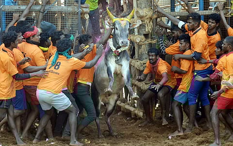 சீறிப்பாய்ந்த காளைகளுடன் மல்லுக்கட்டிய மாடுபிடி வீரர்கள்