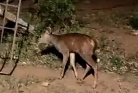 ஆரல்வாய்மொழி அருகே காயத்துடன் தவித்த மிளா