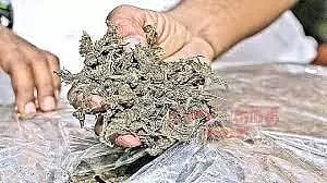 கஞ்சா வைத்திருந்த வாலிபர் கைது