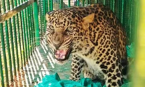 பெங்களூரு அருகே சிறுத்தை, இரும்பு கூண்டில் சிக்கியது